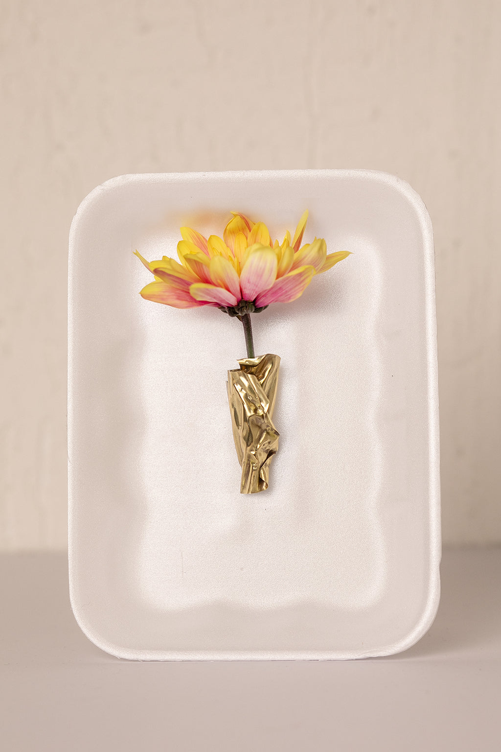 BLOOM like a tulip