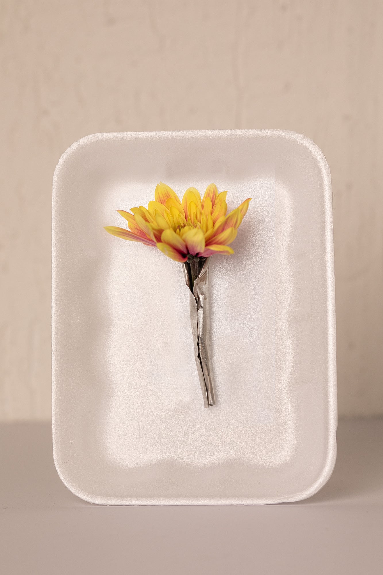 BLOOM like a flower