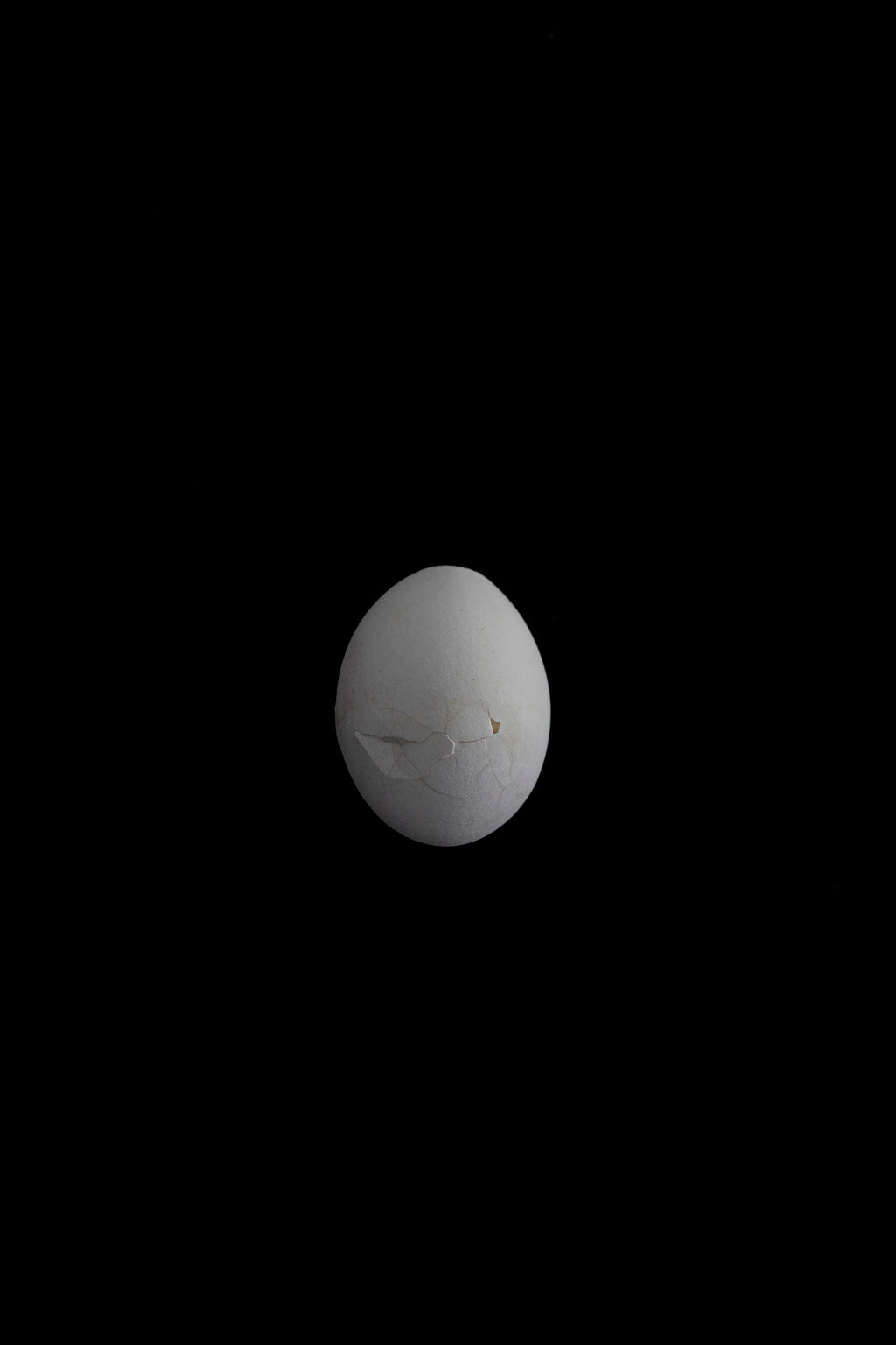 Egg Shell