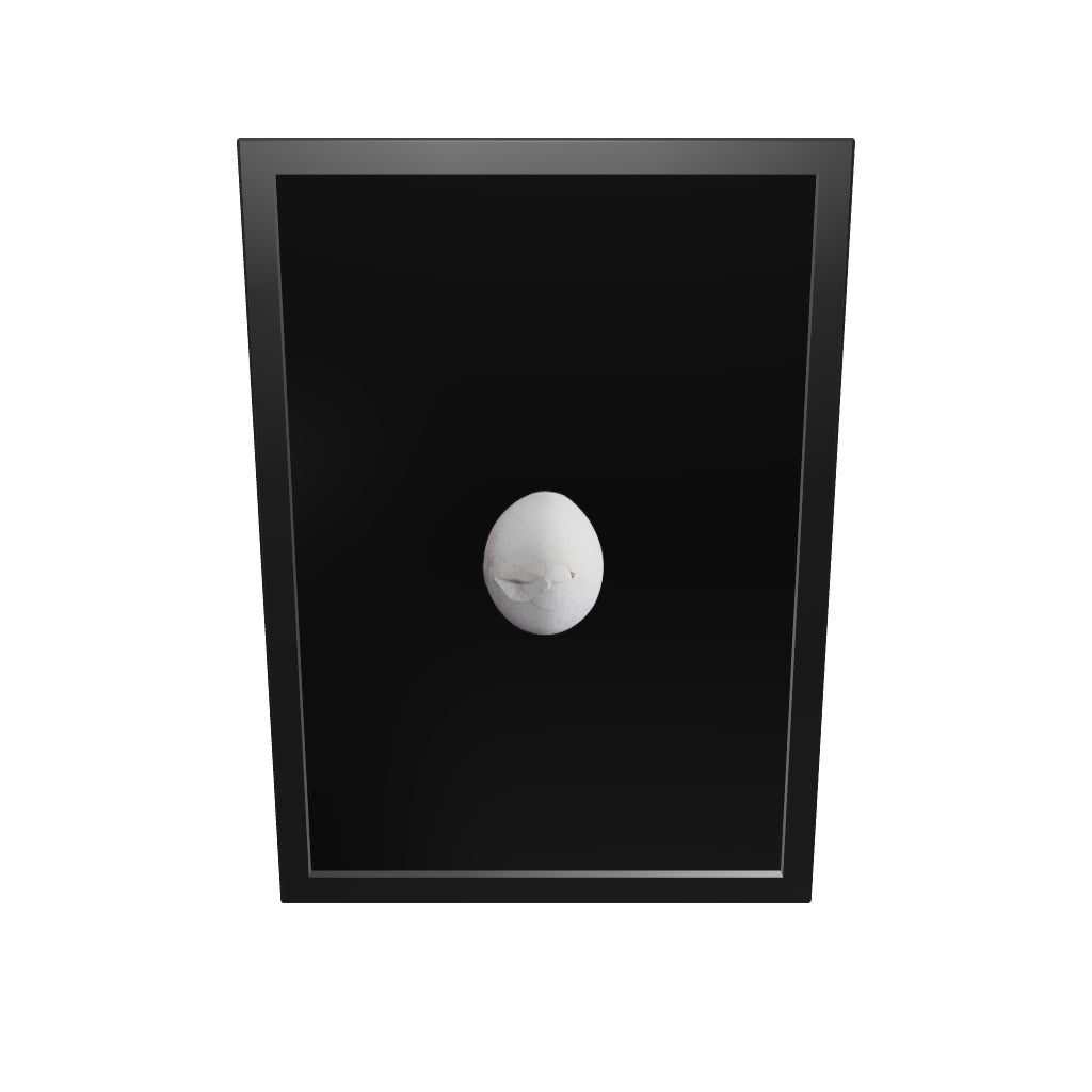 Egg Shell